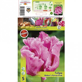 Tulipan papuzi Weber's Parrot Pink interface.image 12