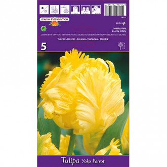 Tulipan papuzi Yoko Parrot interface.image 12