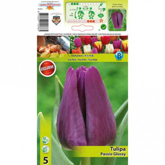 Tulipan Triumph Passio Glossy interface.image 11