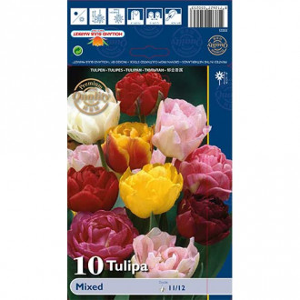 Tulipan pełny Double Late Mixed interface.image 13