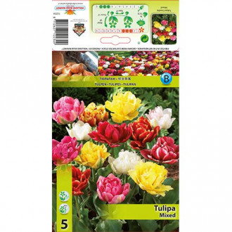 Tulipan pełny, mix kolorów interface.image 11