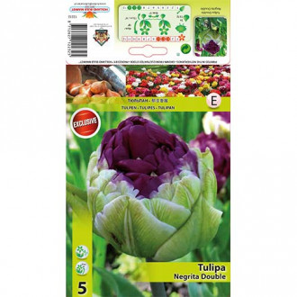 Tulipan pełny Negrita interface.image 11