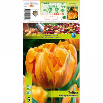 Tulipan pełny Orange Princess interface.image 12