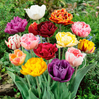 Tulipan pełny późny, mix kolorów interface.image 15