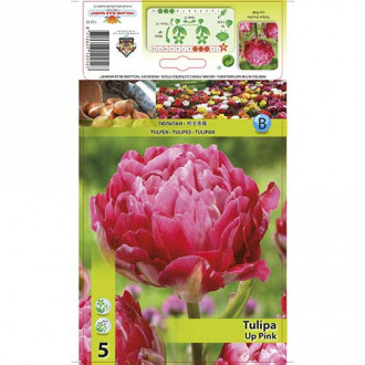 Tulipan pełny Up Pink interface.image 17