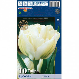 Tulipan pełny Up White interface.image 14