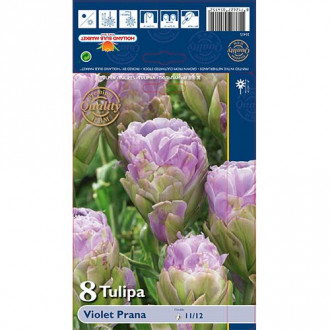 Tulipan pełny Violet Prana interface.image 9