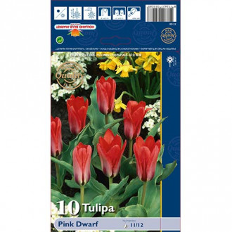 Tulipan Kaufmanna Pink Dwarf interface.image 1