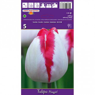 Tulipan Triumph Playgirl interface.image 5