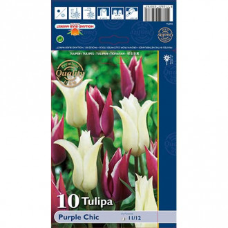 Tulipan liliokształtny Purple Chic, mix kolorów interface.image 14
