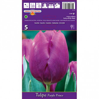 Tulipan Triumph Purple Prince interface.image 12