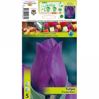 Tulipan Triumph Purple Rain interface.image 14