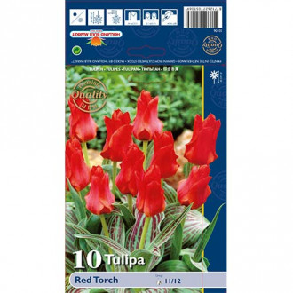 Tulipan Greiga Red Torch interface.image 8