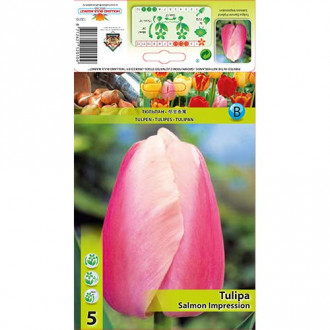 Tulipan Darwina Salmon Impression interface.image 7