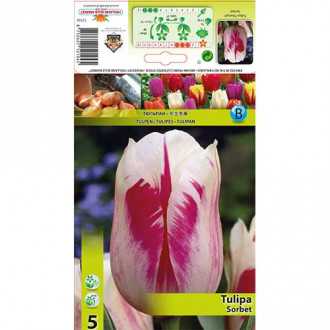 Tulipan Sorbet interface.image 9