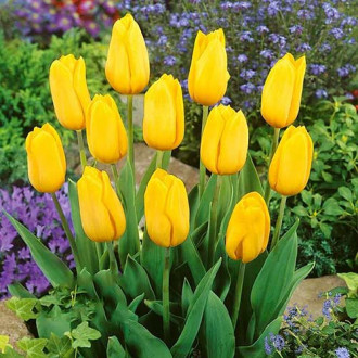 Tulipan Strong Gold interface.image 8