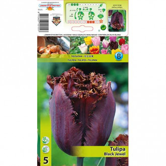 Tulipan strzępiasty Black Jewel interface.image 12