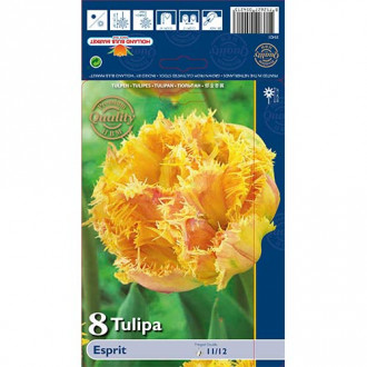 Tulipan strzępiasty Esprit interface.image 17