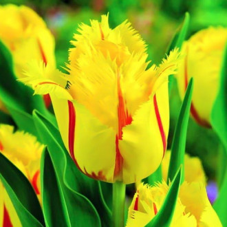 Tulipan strzępiasty Flamenco interface.image 9