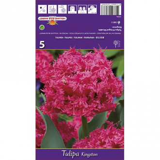 Tulipan strzępiasty Kingston interface.image 10