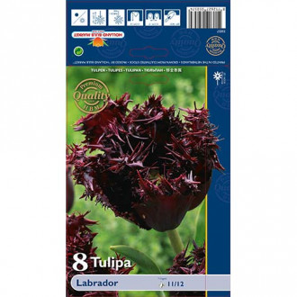Tulipan strzępiasty Labrador interface.image 1