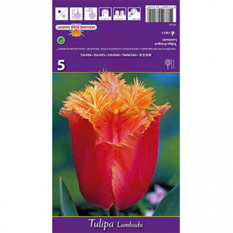 Tulipan strzępiasty Lambada interface.image 7