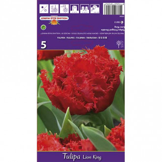 Tulipan strzępiasty Lion King interface.image 4