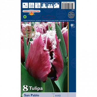 Tulipan strzępiasty San Pablo interface.image 18