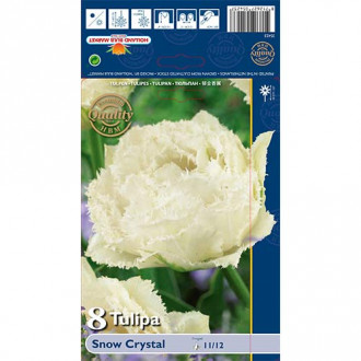 Tulipan strzępiasty Snow Crystal interface.image 5