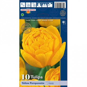 Tulipan pełny Yellow Pomponette interface.image 17