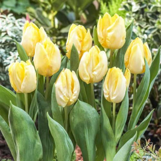 Tulipan Sunny Prince interface.image 1