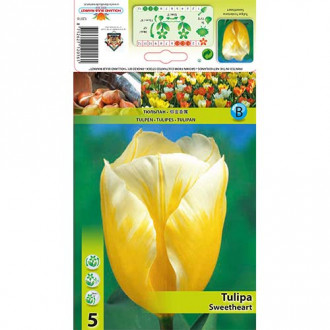 Tulipan Fostera Sweetheart interface.image 1