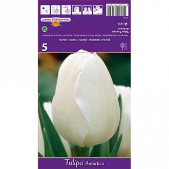 Tulipan Triumph Antarctica interface.image 14