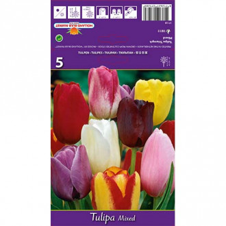 Tulipan Triumph, mix kolorów interface.image 17