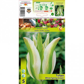 Tulipan Viridiflora White Spring Green interface.image 15