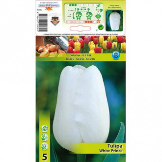 Tulipan White Prince interface.image 8