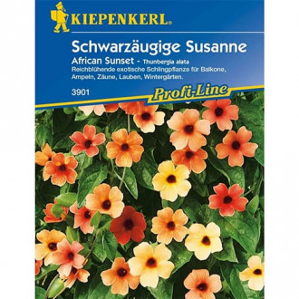 Tunbergia Susanne African Sunset interface.image 6