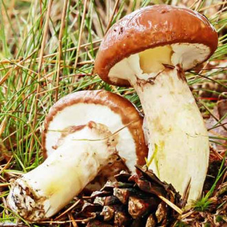 Turta vacii imagine 11