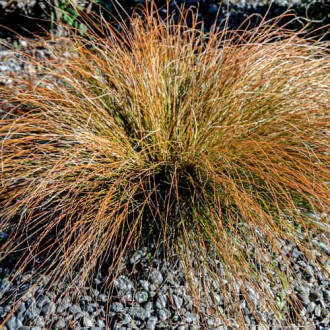 Turzyca ceglasta Praire Fire interface.image 6