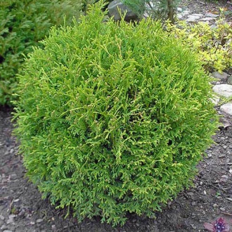 Туя западна Little Gem изображение 13