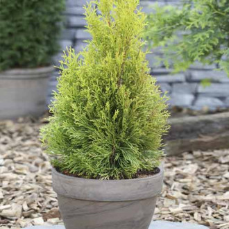 Туя западна Smaragd, C2 изображение 2