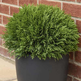 Туя западна Tiny Tim, C2 изображение 4