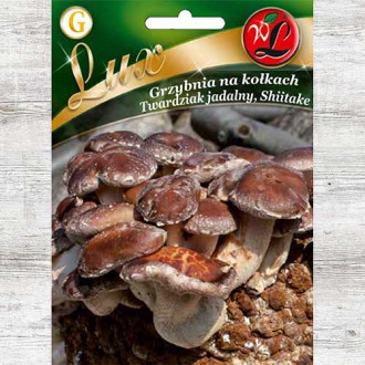 Twardziak jadalny ( Shiitake ) - grzybnia na kołkach interface.image 3