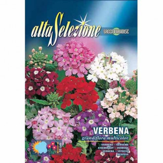 Urzică cu flori mari, mix multicolor imagine 4