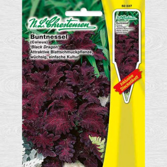Urzică decorativă (Coleus) Black Dragon imagine 5