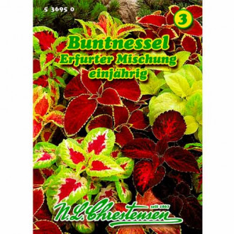 Urzică decorativă (Coleus) Erfurter, mix multicolor Chrestensen imagine 1