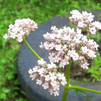 Valeriană imagine 1