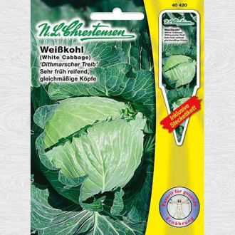 Varză albă Dithmarscher Treib imagine 2