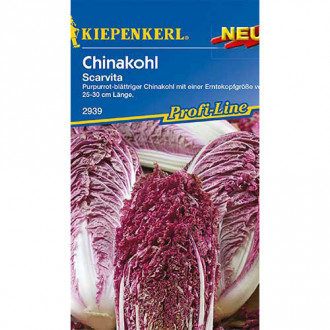 Varză chinezească Scarvita F1 Kiepenkerl imagine 4