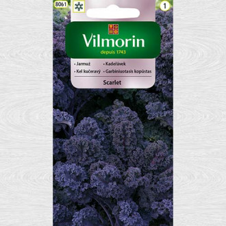 Varza Kale Scarlet (Vilmorin) imagine 10